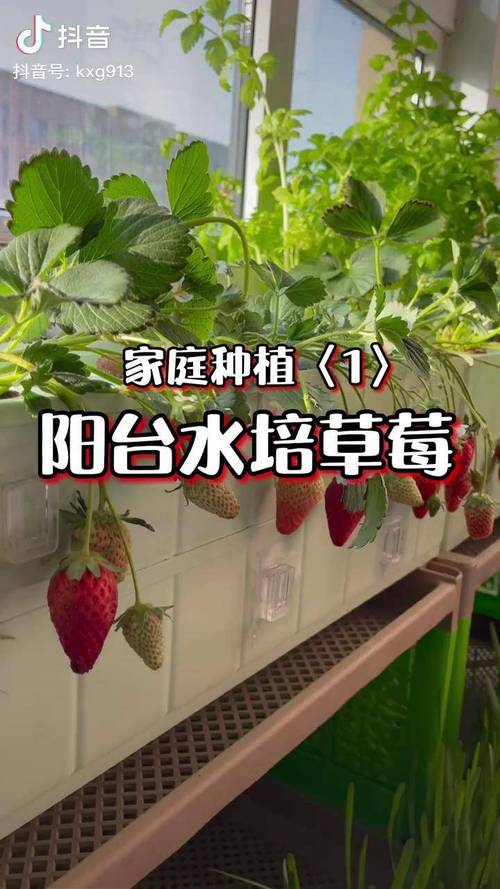 水培草莓的种植方法？水培草莓怎样育苗？-第5张图片-优品飞百科