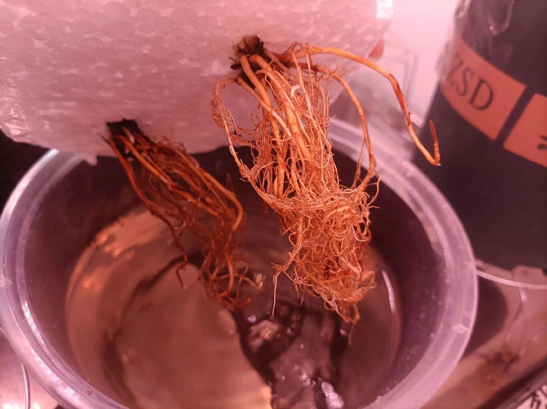 水培草莓的种植方法？水培草莓怎样育苗？-第6张图片-优品飞百科