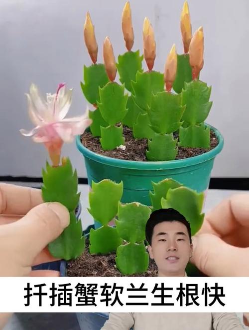 蟹爪兰怎么扦插，蟹爪兰怎么扦插比较好-第1张图片-优品飞百科