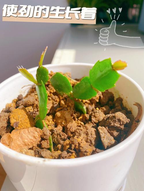 蟹爪兰怎么扦插，蟹爪兰怎么扦插比较好-第2张图片-优品飞百科