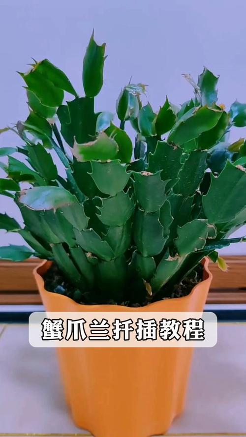 蟹爪兰怎么扦插，蟹爪兰怎么扦插比较好-第3张图片-优品飞百科