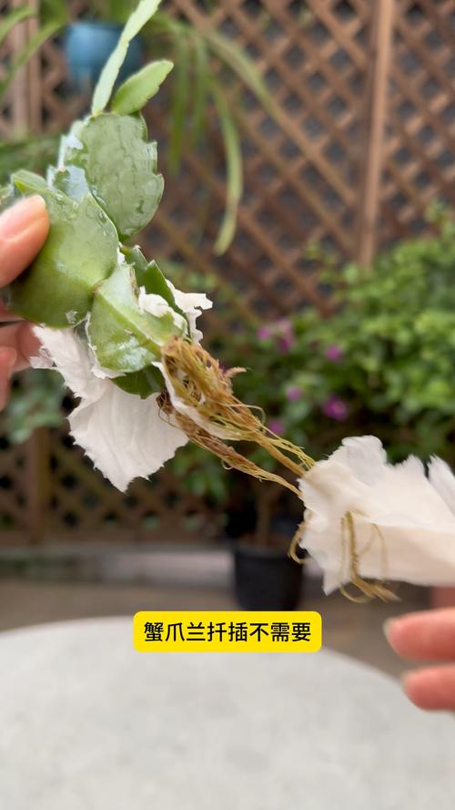 蟹爪兰怎么扦插，蟹爪兰怎么扦插比较好-第4张图片-优品飞百科