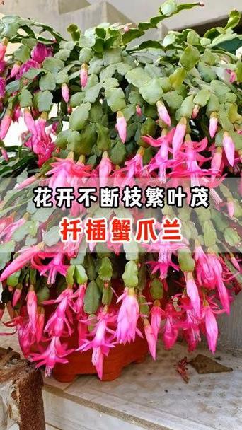 蟹爪兰怎么扦插，蟹爪兰怎么扦插比较好-第5张图片-优品飞百科