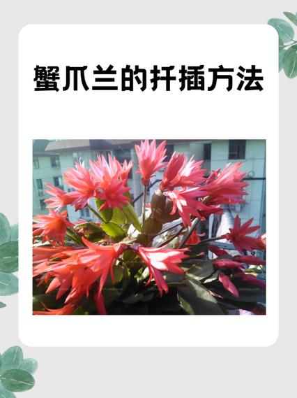 蟹爪兰怎么扦插，蟹爪兰怎么扦插比较好-第6张图片-优品飞百科