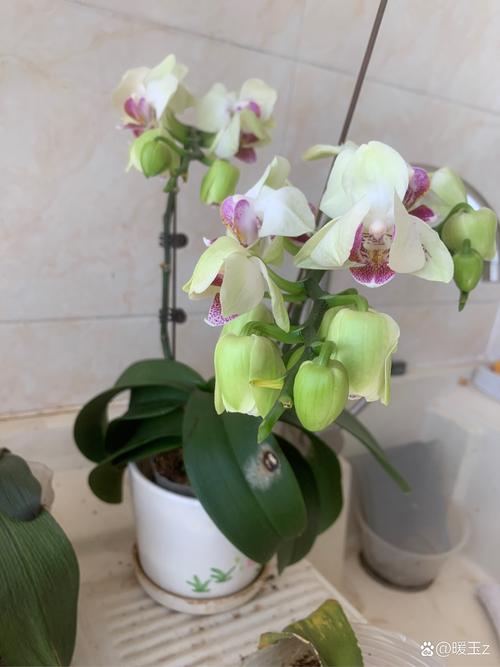 各种肥料都比不上家里这小东西？常见十种肥料？-第5张图片-优品飞百科