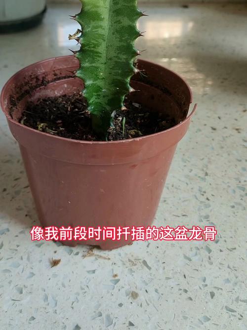 燕子掌怎么扦插，燕子掌扦插生根最快方法？-第1张图片-优品飞百科