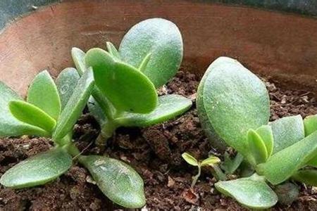 燕子掌怎么扦插，燕子掌扦插生根最快方法？-第2张图片-优品飞百科