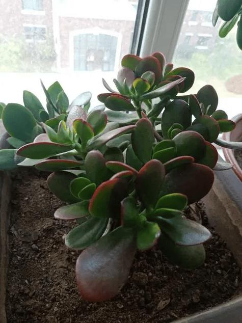 燕子掌怎么扦插，燕子掌扦插生根最快方法？-第3张图片-优品飞百科