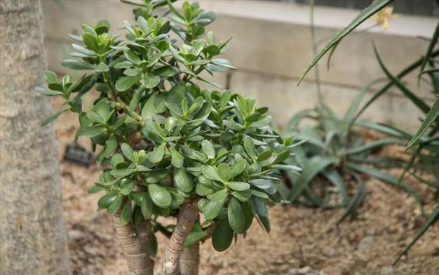 燕子掌怎么扦插，燕子掌扦插生根最快方法？-第5张图片-优品飞百科