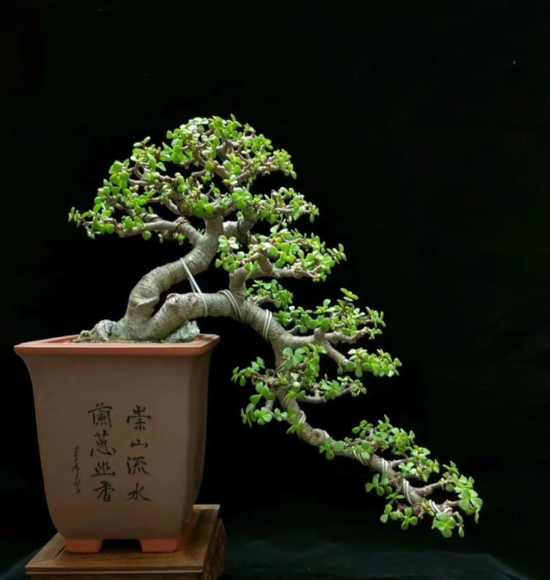 金枝玉叶什么时候开花？金枝玉叶什么时候开花变色？-第1张图片-优品飞百科