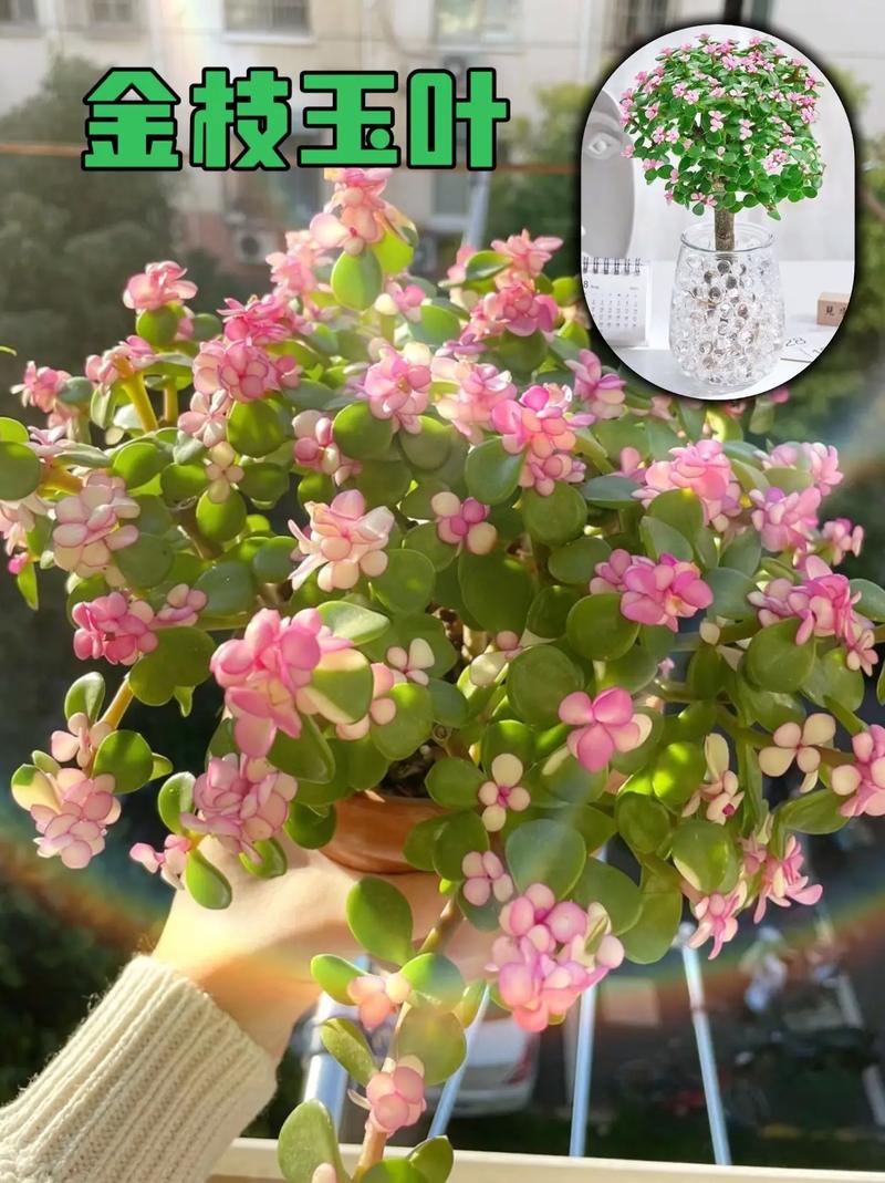 金枝玉叶什么时候开花？金枝玉叶什么时候开花变色？-第2张图片-优品飞百科