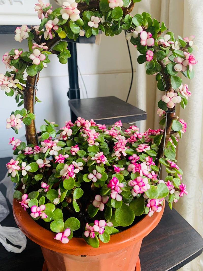 金枝玉叶什么时候开花？金枝玉叶什么时候开花变色？-第3张图片-优品飞百科