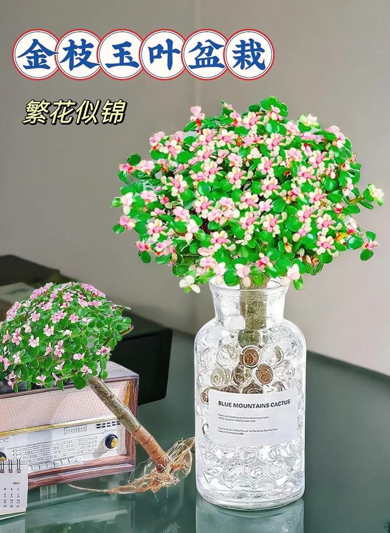 金枝玉叶什么时候开花？金枝玉叶什么时候开花变色？-第4张图片-优品飞百科