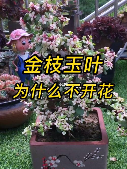 金枝玉叶什么时候开花？金枝玉叶什么时候开花变色？-第5张图片-优品飞百科