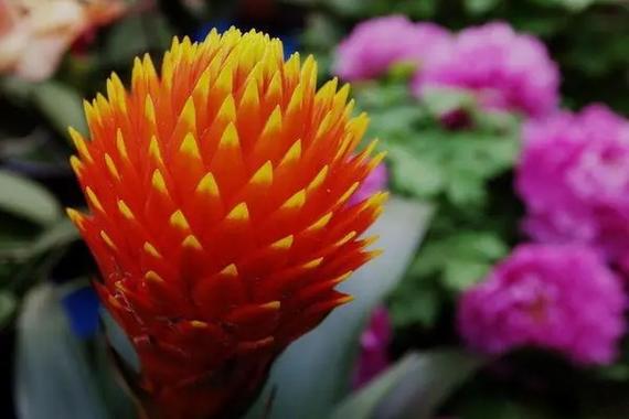 果子蔓的繁殖方法?果子蔓生长特点?-第1张图片-优品飞百科 果子蔓的繁殖方法?果子蔓生长特点?-第1张图片-优品飞百科