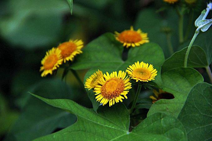 果子蔓的繁殖方法?果子蔓生长特点?-第2张图片-优品飞百科 果子蔓的繁殖方法?果子蔓生长特点?-第2张图片-优品飞百科