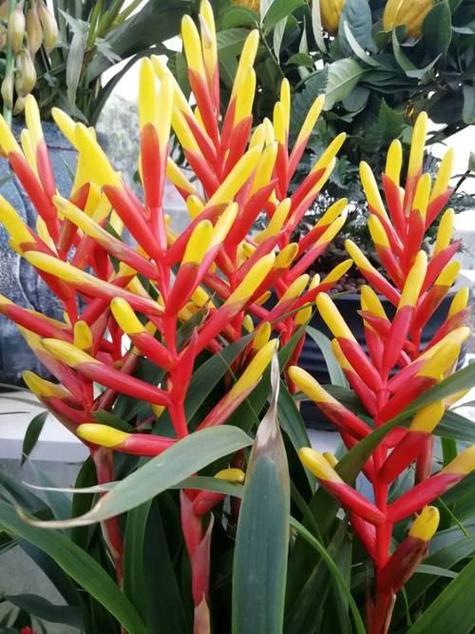 果子蔓的繁殖方法?果子蔓生长特点?-第3张图片-优品飞百科 果子蔓的繁殖方法?果子蔓生长特点?-第3张图片-优品飞百科