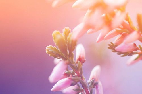 果子蔓的繁殖方法?果子蔓生长特点?-第4张图片-优品飞百科 果子蔓的繁殖方法?果子蔓生长特点?-第4张图片-优品飞百科