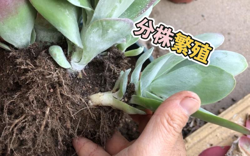 果子蔓的繁殖方法?果子蔓生长特点?-第5张图片-优品飞百科 果子蔓的繁殖方法?果子蔓生长特点?-第5张图片-优品飞百科