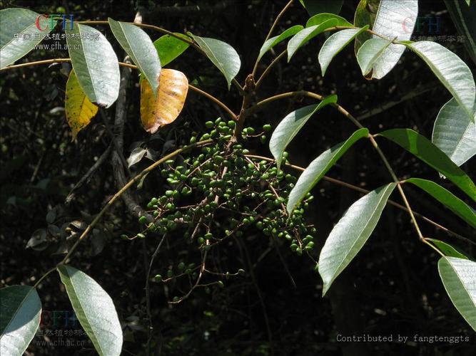 亚蜡木扦插方法,蜡木有几种-第3张图片-优品飞百科 亚蜡木扦插方法,蜡木有几种-第3张图片-优品飞百科