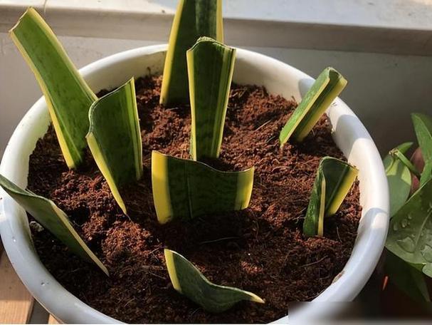 亚蜡木扦插方法,蜡木有几种-第5张图片-优品飞百科 亚蜡木扦插方法,蜡木有几种-第5张图片-优品飞百科