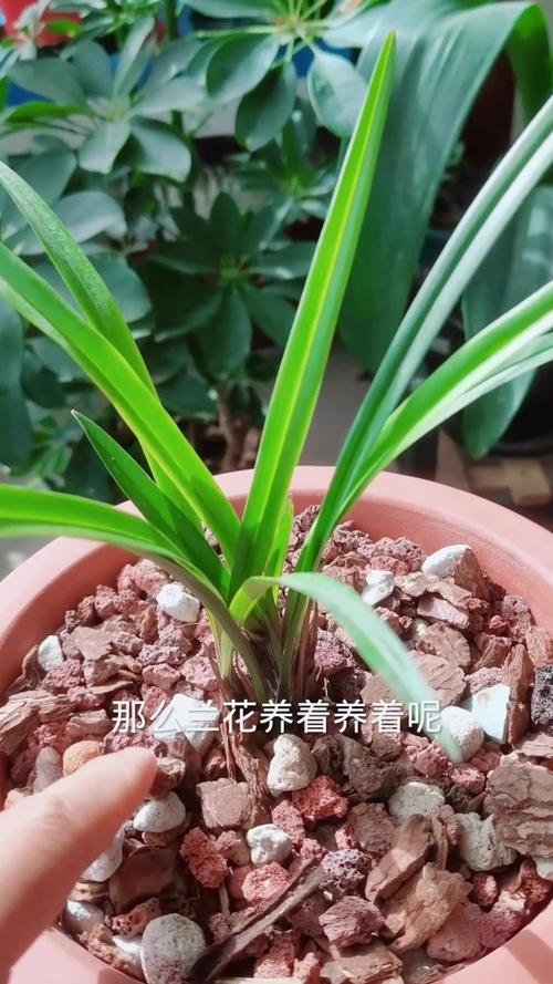 怎样养好兰花，怎样养好兰花视频-第2张图片-优品飞百科