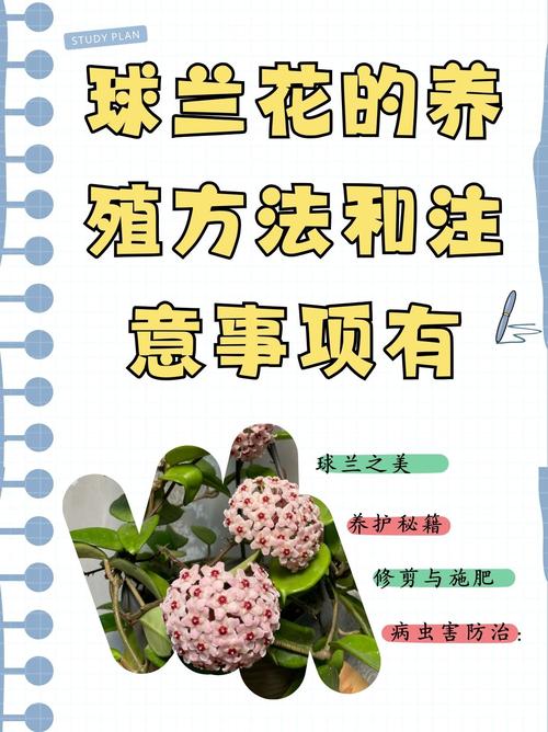 怎样养好兰花，怎样养好兰花视频-第3张图片-优品飞百科