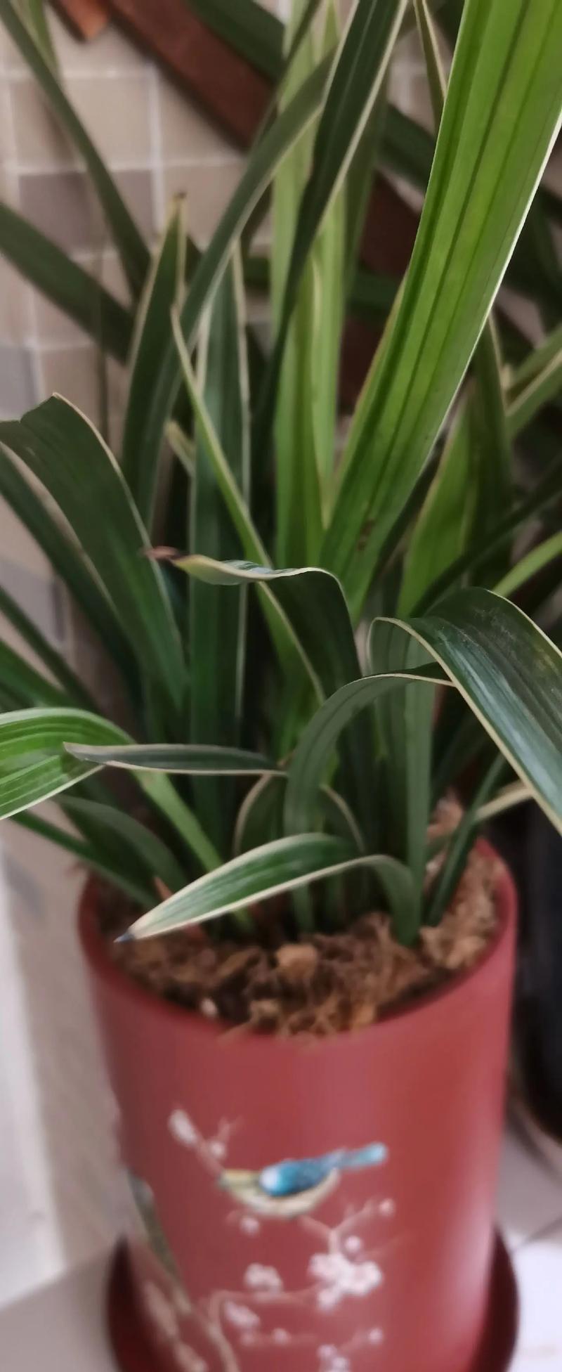 怎样养好兰花，怎样养好兰花视频-第4张图片-优品飞百科