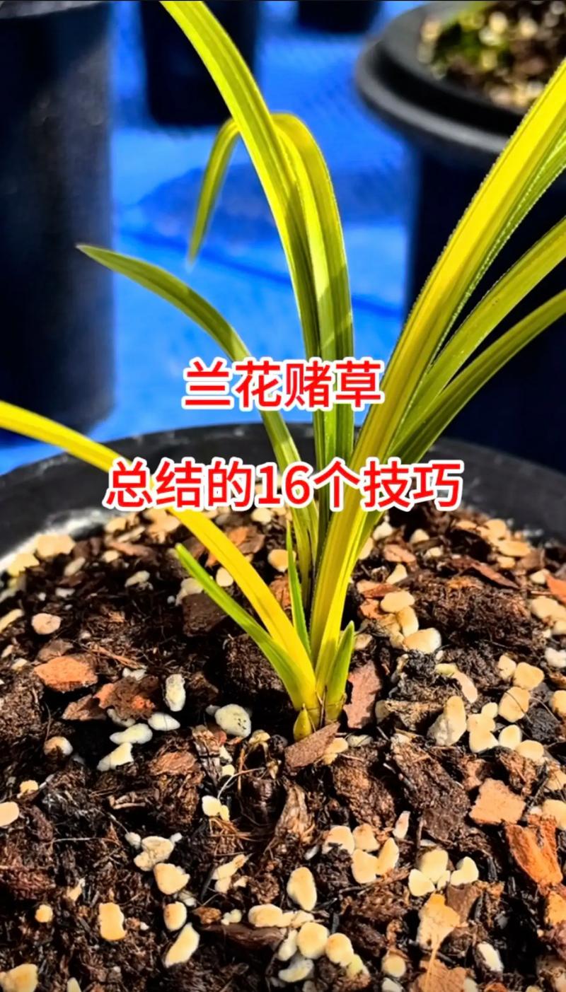 怎样养好兰花，怎样养好兰花视频-第5张图片-优品飞百科