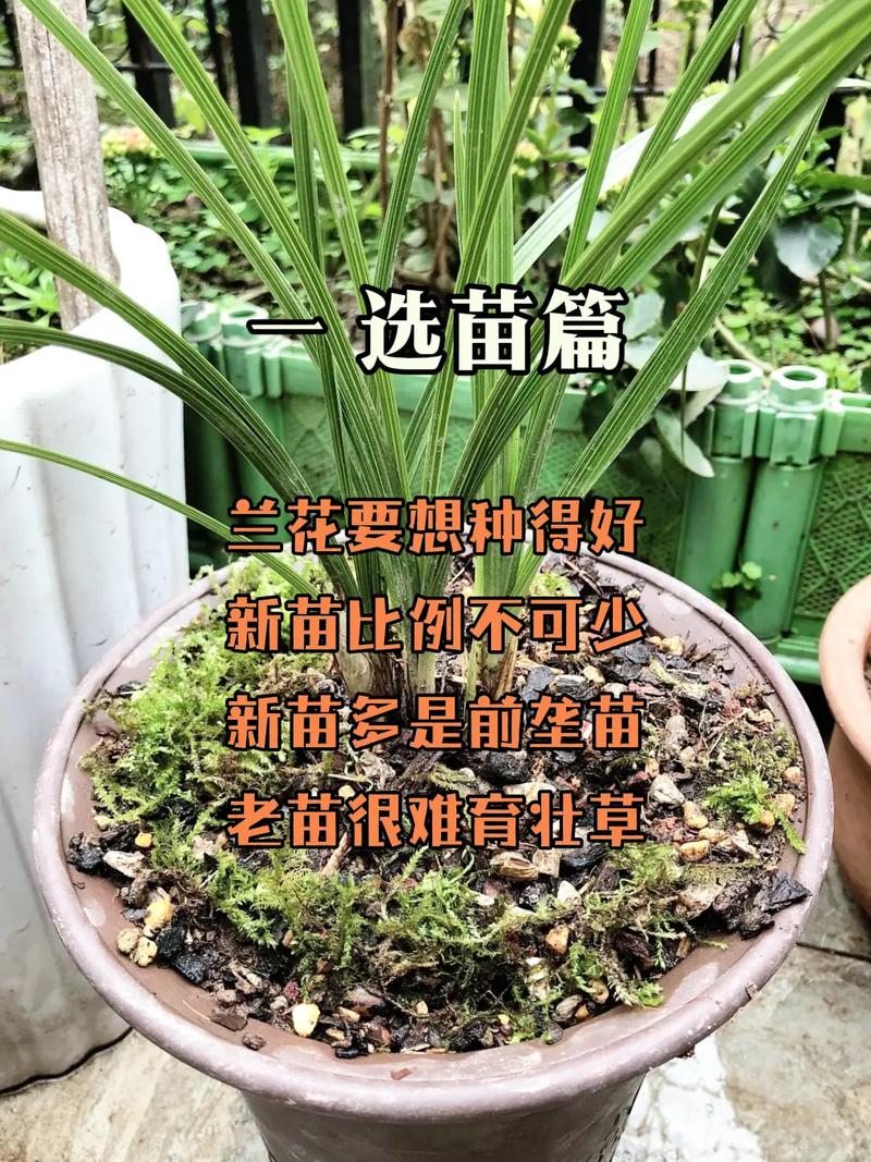 怎样养好兰花，怎样养好兰花视频-第6张图片-优品飞百科