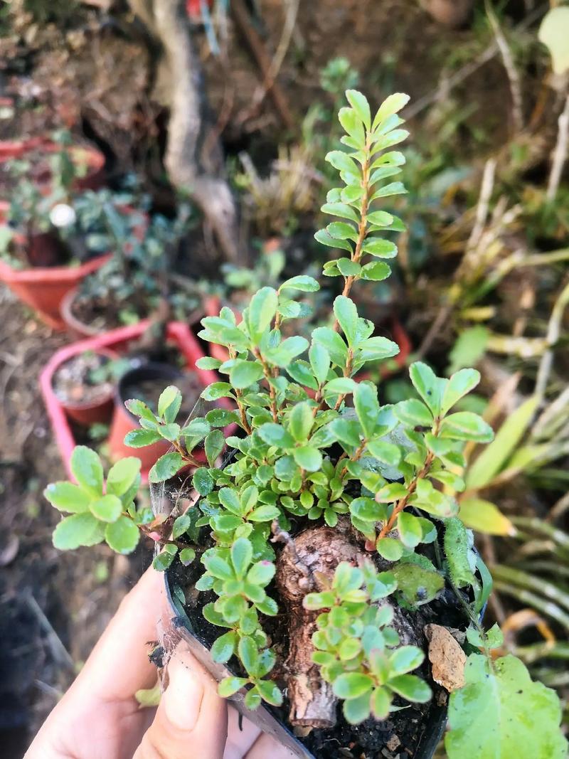 越橘的养殖方法？越橘的种植环境条件？-第1张图片-优品飞百科