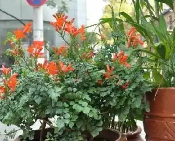 越橘的养殖方法？越橘的种植环境条件？-第2张图片-优品飞百科