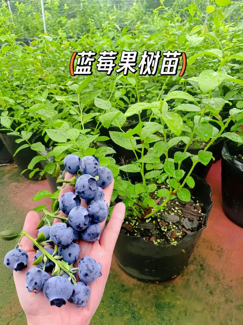 越橘的养殖方法？越橘的种植环境条件？-第5张图片-优品飞百科