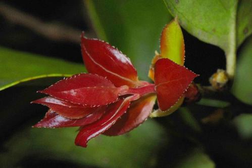 越橘的养殖方法？越橘的种植环境条件？-第6张图片-优品飞百科