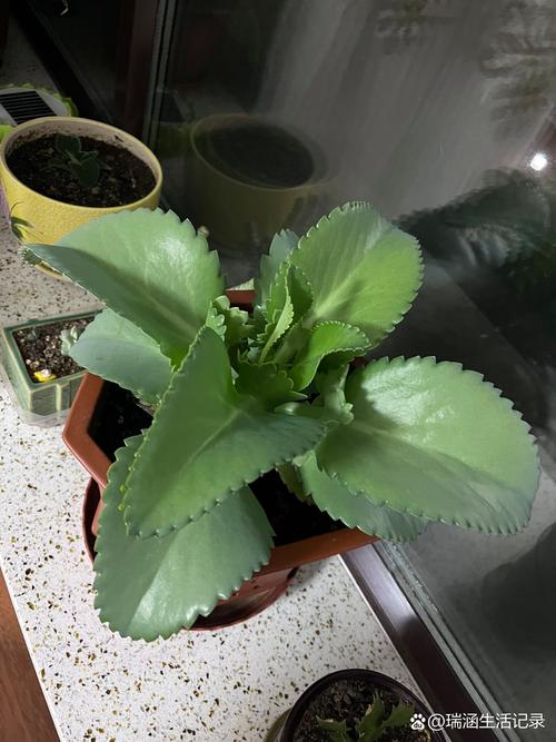 落地生根怎么养,落地生根怎么养才能开花-第1张图片-优品飞百科 落地生根怎么养,落地生根怎么养才能开花-第1张图片-优品飞百科