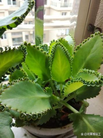 落地生根怎么养,落地生根怎么养才能开花-第3张图片-优品飞百科 落地生根怎么养,落地生根怎么养才能开花-第3张图片-优品飞百科