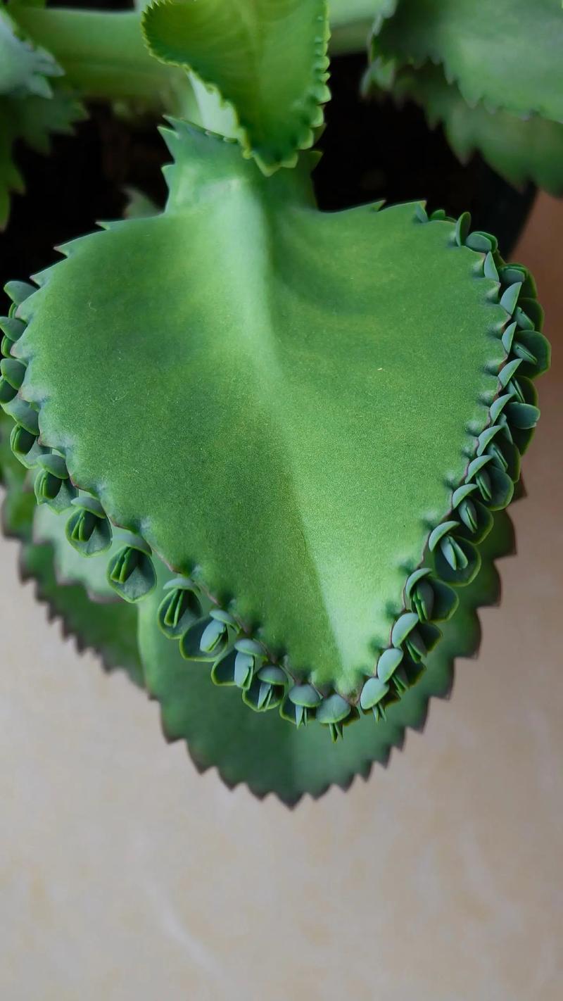 落地生根怎么养,落地生根怎么养才能开花-第5张图片-优品飞百科 落地生根怎么养,落地生根怎么养才能开花-第5张图片-优品飞百科