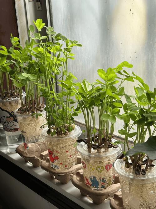 1粒花生扔盆里，一粒花生能种出多少花生？-第1张图片-优品飞百科