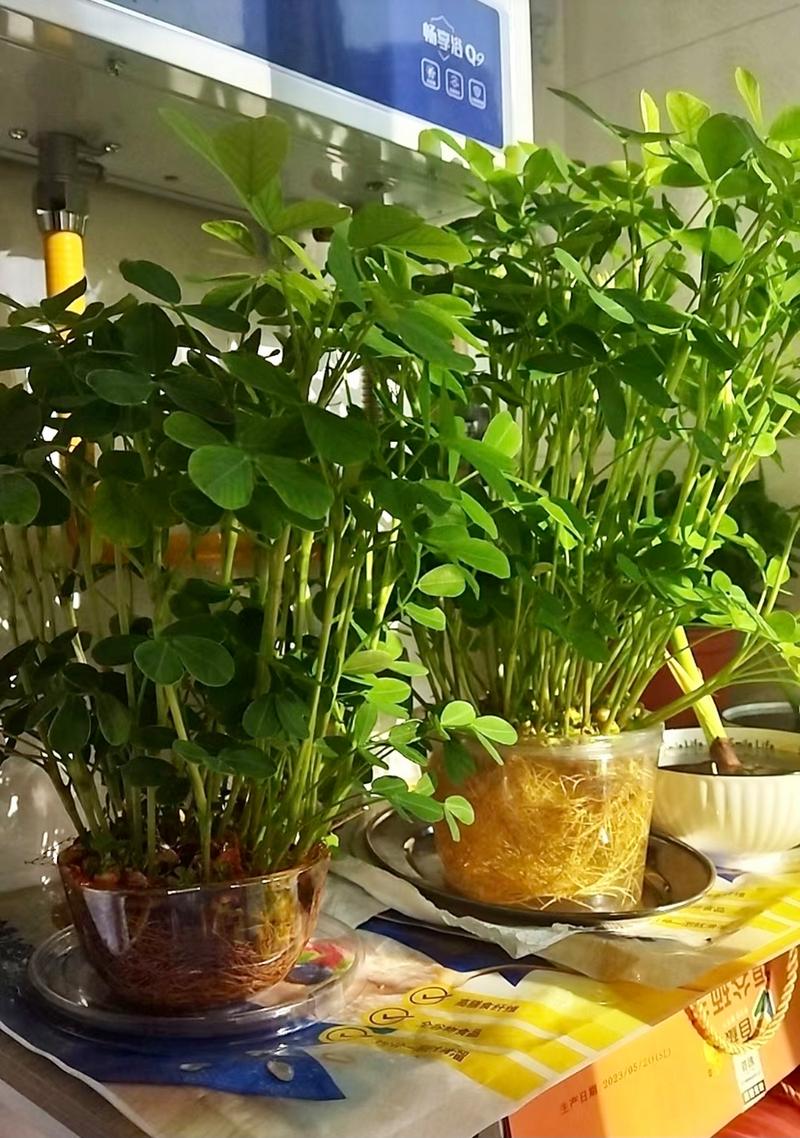 1粒花生扔盆里，一粒花生能种出多少花生？-第2张图片-优品飞百科