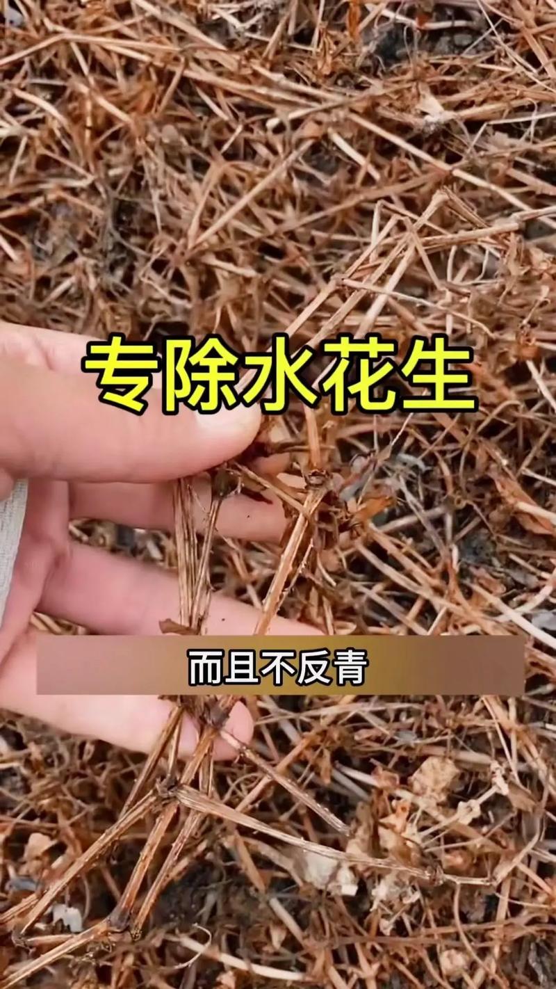 1粒花生扔盆里，一粒花生能种出多少花生？-第3张图片-优品飞百科
