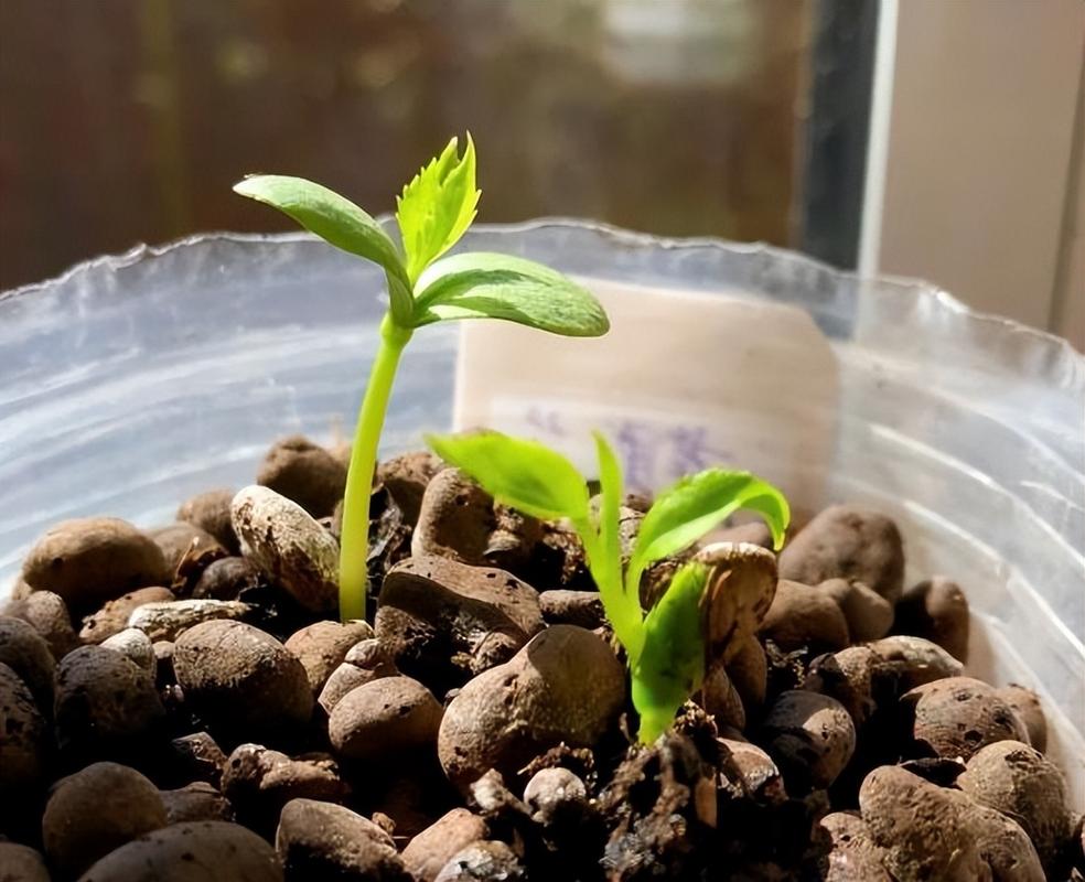 1粒花生扔盆里，一粒花生能种出多少花生？-第4张图片-优品飞百科