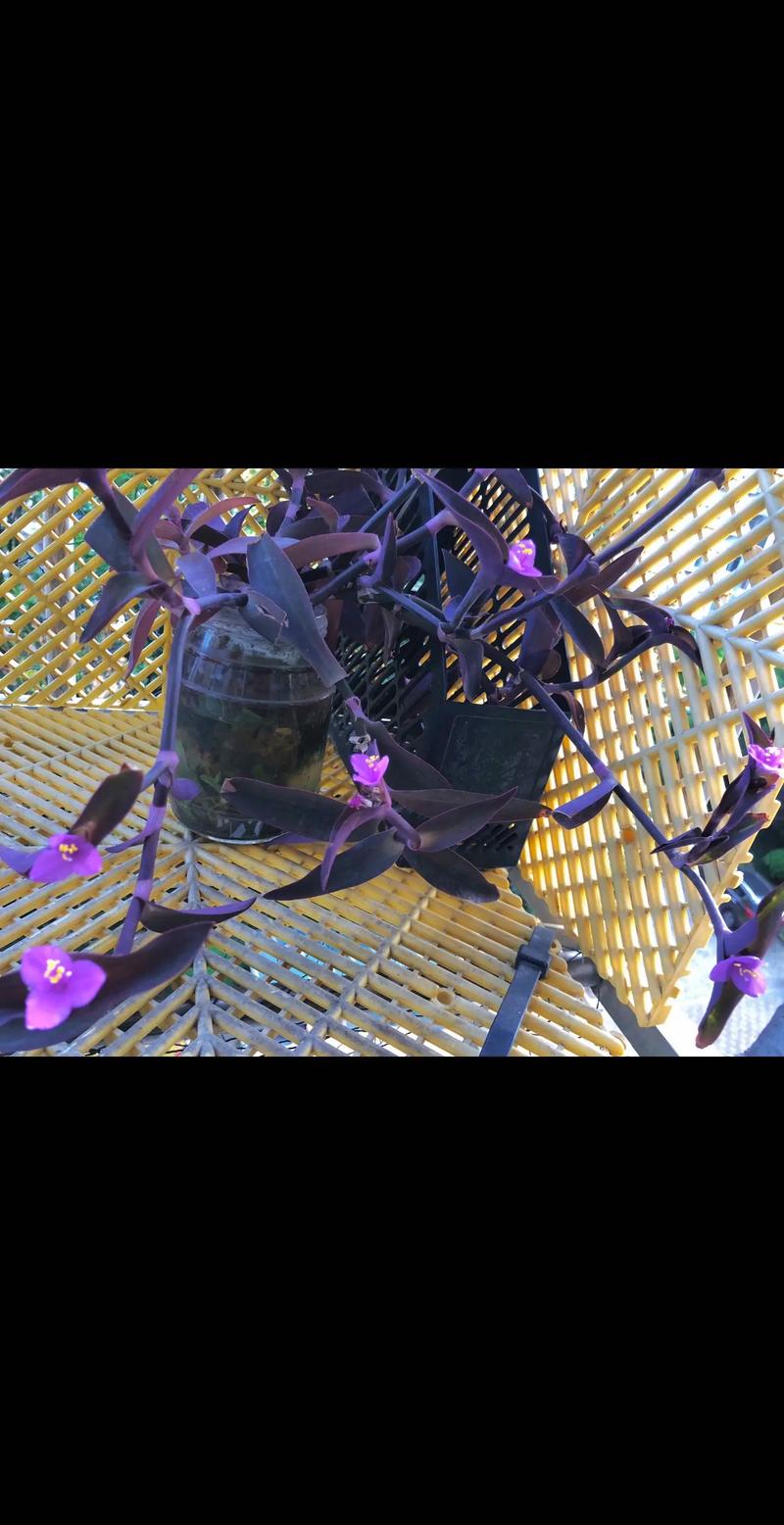 紫罗兰秋天怎么养，紫罗兰夏天怎么浇水？