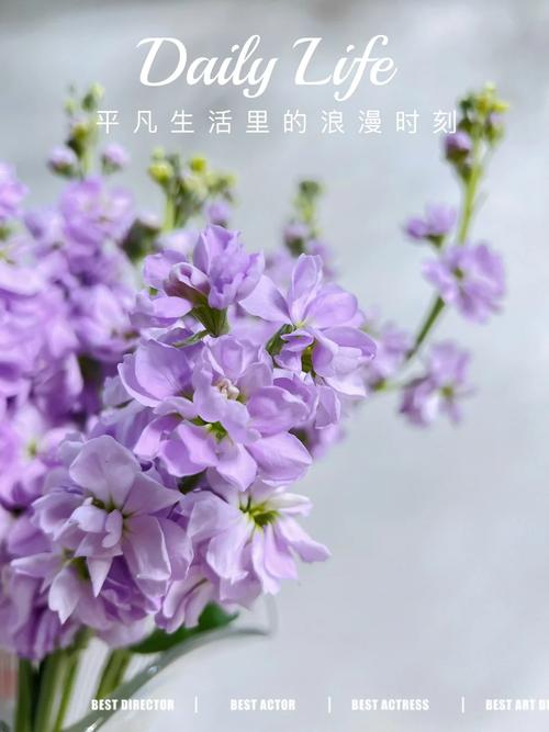 紫罗兰秋天怎么养,紫罗兰夏天怎么浇水?-第2张图片-优品飞百科 紫罗兰秋天怎么养,紫罗兰夏天怎么浇水?-第2张图片-优品飞百科