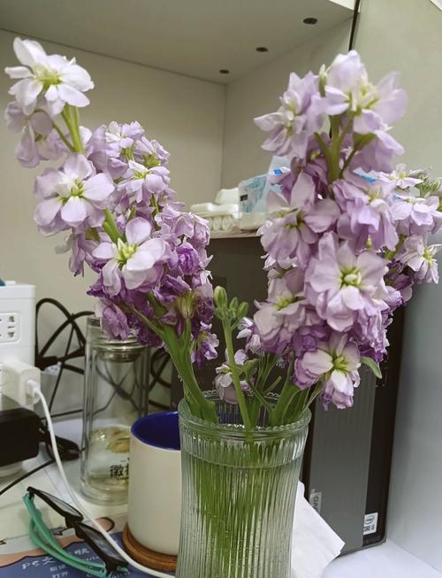 紫罗兰秋天怎么养,紫罗兰夏天怎么浇水?-第3张图片-优品飞百科 紫罗兰秋天怎么养,紫罗兰夏天怎么浇水?-第3张图片-优品飞百科