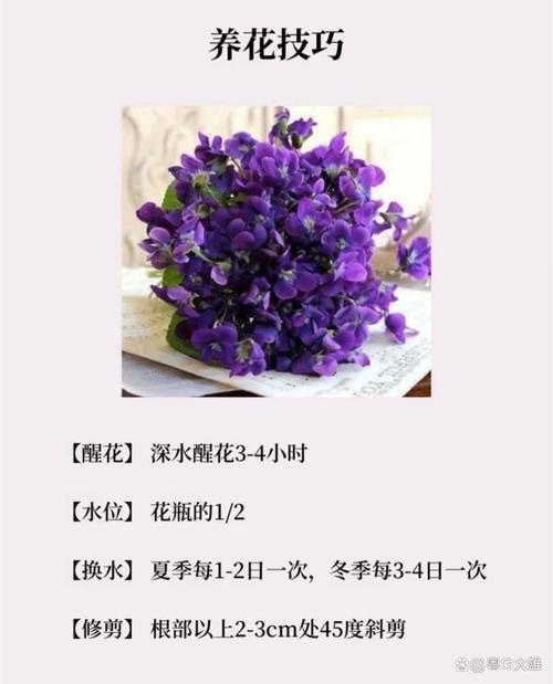 紫罗兰秋天怎么养,紫罗兰夏天怎么浇水?-第4张图片-优品飞百科 紫罗兰秋天怎么养,紫罗兰夏天怎么浇水?-第4张图片-优品飞百科