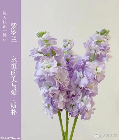 紫罗兰秋天怎么养,紫罗兰夏天怎么浇水?-第5张图片-优品飞百科 紫罗兰秋天怎么养,紫罗兰夏天怎么浇水?-第5张图片-优品飞百科