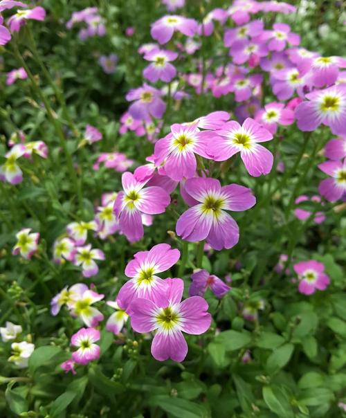 紫罗兰秋天怎么养,紫罗兰夏天怎么浇水?-第7张图片-优品飞百科 紫罗兰秋天怎么养,紫罗兰夏天怎么浇水?-第7张图片-优品飞百科