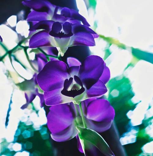 紫罗兰秋天怎么养,紫罗兰夏天怎么浇水?-第8张图片-优品飞百科 紫罗兰秋天怎么养,紫罗兰夏天怎么浇水?-第8张图片-优品飞百科