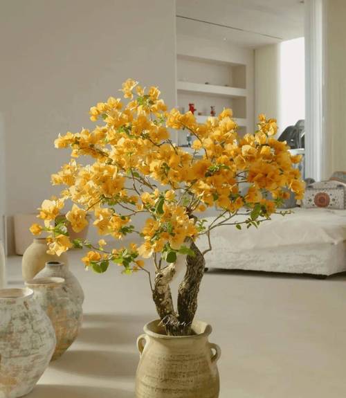 花期三角梅怎么养，花期三角梅怎么养护和浇水-第1张图片-优品飞百科