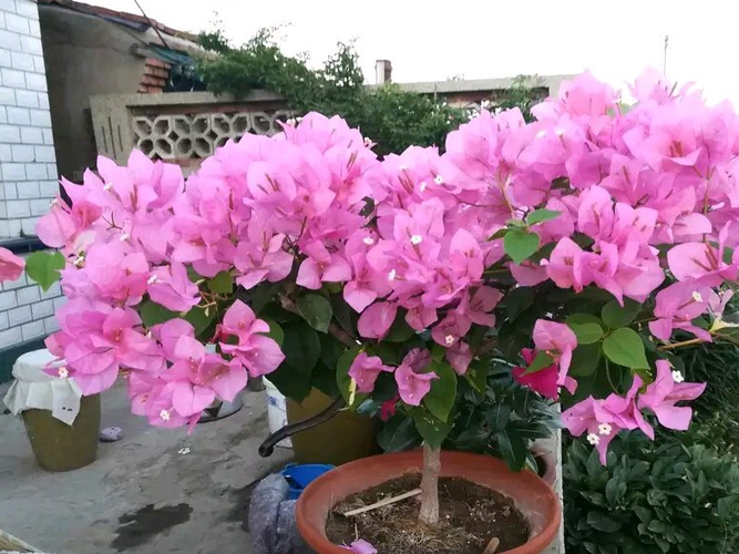 花期三角梅怎么养，花期三角梅怎么养护和浇水-第3张图片-优品飞百科